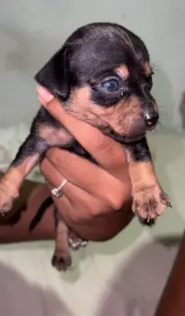 Oferta cachorro chihuahua ambos sexo en santo domingo con su vacuna al