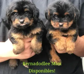 Oferta cachorro bernadodlee macho en santo domingo y vacunados