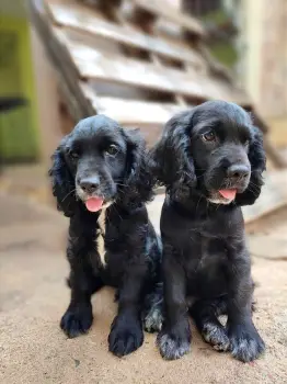 Oferta cachorro cocker spaniel macho en santo domingo vacuna