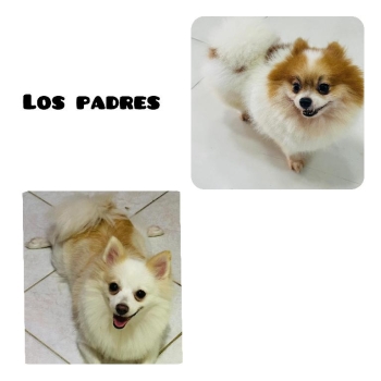 Pomerania hembra y macho - 1 mes - reserva disponible - santo domingo