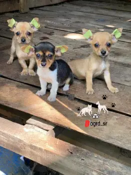 Chihuahua 1  ambos sexos