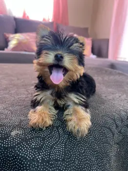 Oferta cachorro yorkie macho en santo domingo y vacunado