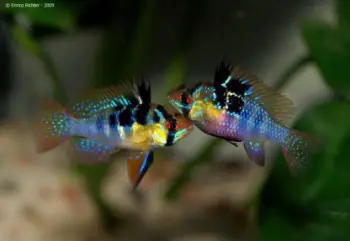 Peces ornamentales
