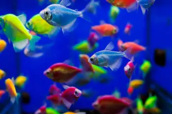 Peces ornamentales