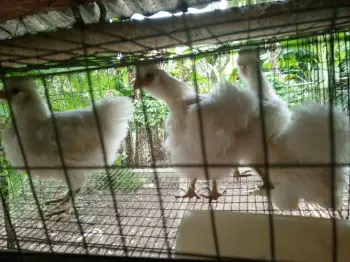 Gallinas sedosas en hermanas mirabal