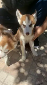 Husky siberiano