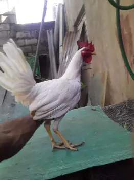 Pollo marcado 5 blanco gallino