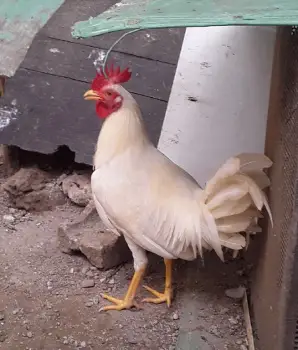 Pollo blanco marcado 6