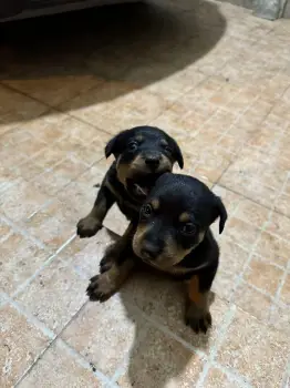 Vendo cachorro rotwailer puro  en puerto plata