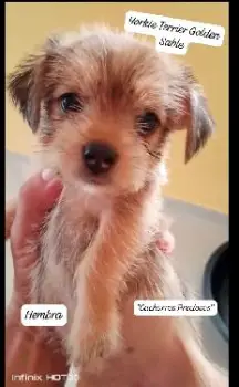 Yorkie terrier gold dust y golden sable