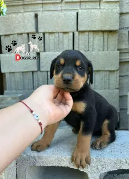 Rottweiler ambos sexos