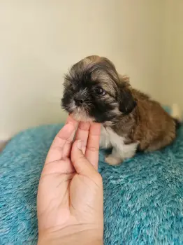 Oferta cachorro shih tzu macho en snato domingo y vacuna al dia