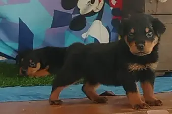 Oferta cachorro rotweiler ambos sexo en santo domingo vacuna