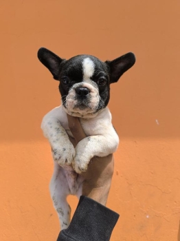 Oferta cachorro bulldog frances ambos sexo en santo domingo con todo a