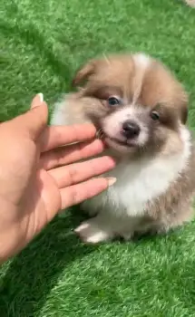 Oferta cachorro pomerania macho en santo domingo con su vacunas al dia