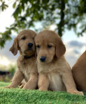 Oferta cachorro golden retriever hembra en santo domingo con su vacuna