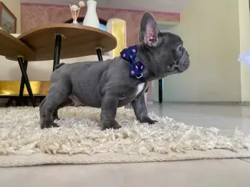 Oferta cachorro bulldog frances macho con pedigri akc en santo domingo