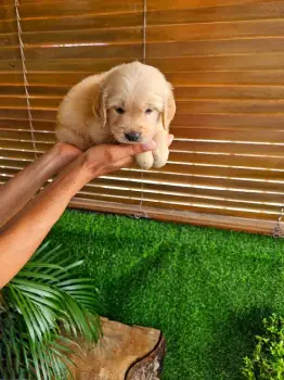 Oferta cachorro golden retriever macho en santo domingo y vacunado