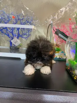 Oferta cachorro shih tzu hembra en santo domingo y vacuna al dia