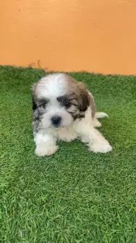 Oferta cachorro shipoo ambos sexo en santo domingo vacunados