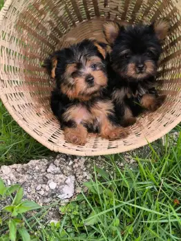 Oferta cachorro yorkie macho en santo domingo vacuna al dia