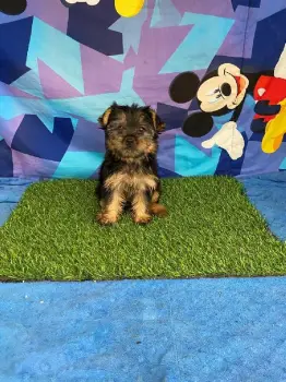 Oferta cachorro yorkie hembra en santo domingo y vacunada