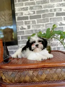 Oferta cachorro shih tzu hembra en santo domingo y vacuna al dia