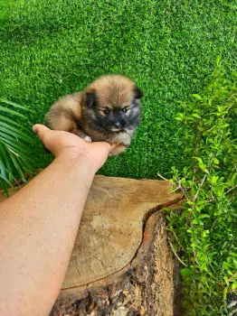 Oferta cachorro pomerania macho en santo domingo con su vacunas al dia