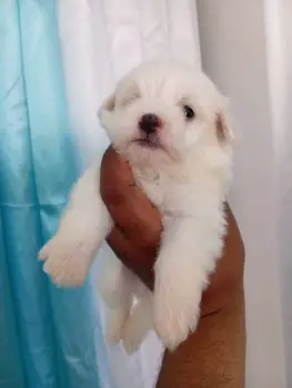 Oferta cachorro maltes macho en santo domingo con su vacuna
