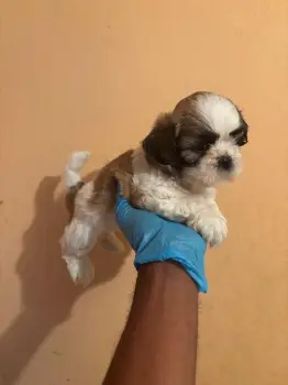 Oferta cachorro shipoo ambos sexo en santo domingo vacunados