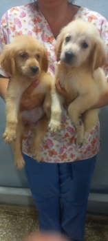 Adorables golden retrivers