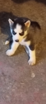 Husky siberiano
