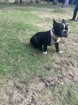 Perro bully en venta  en san cristóbal