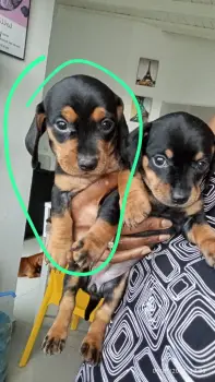 Oferta cachorro salchicha macho en santo domingo con su vacuna al dia