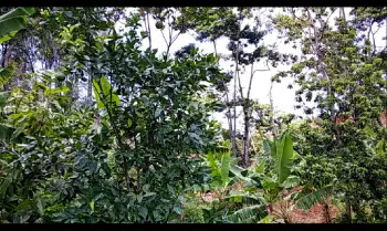 Venta finca en rincon de yuboa bonao