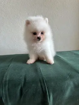 Pomeranean macho