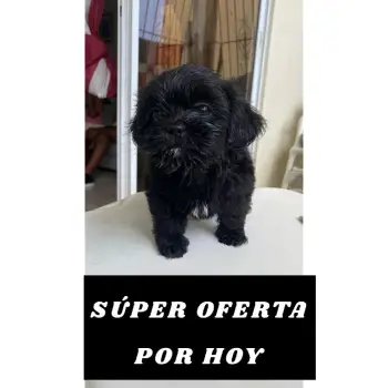 SÚper oferta shih tzu hembra