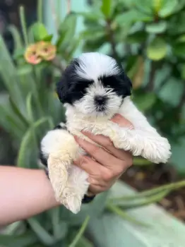 Oferta cachorro shih tzu hembra en santo domingo y vacuna al dia