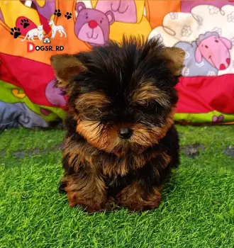 Yorkie ambos sexos