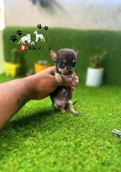 Chihuahua ambos sexos