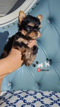 Yorkie ambos sexos