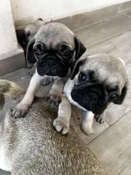Se vende perros pug