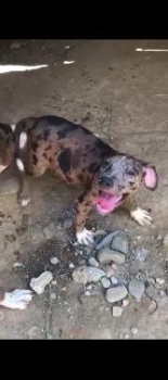 Cachorra pitbull merle