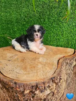 Oferta cachorro shih tzu macho en snato domingo y vacuna al dia