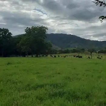 Finca en venta monte plata101