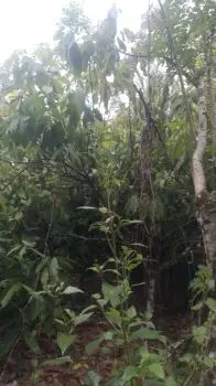 Finca en venta monte plata102
