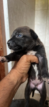 Cachorros cruce de rotwiller padre y pitbull blue nose madre