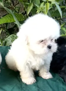 Oferta cachorro shih tzu ambos sexo en santo domingo y se entrega con