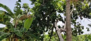 En venta finca mangos y platanos carreton bani
