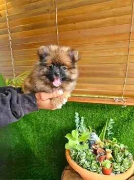 Oferta cachorro pomerania macho en santo domingo con su vacunas al dia